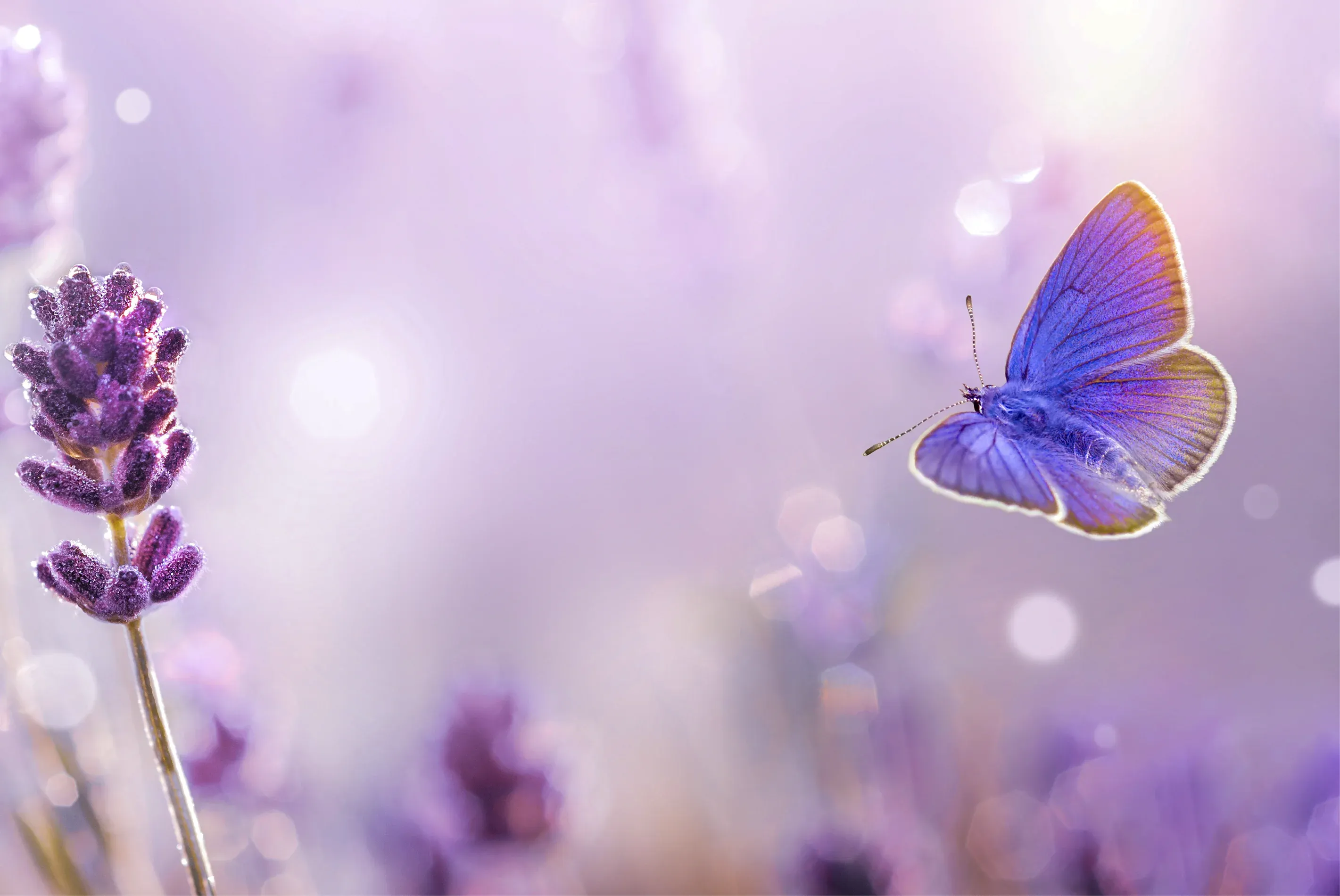 Hero Background Image