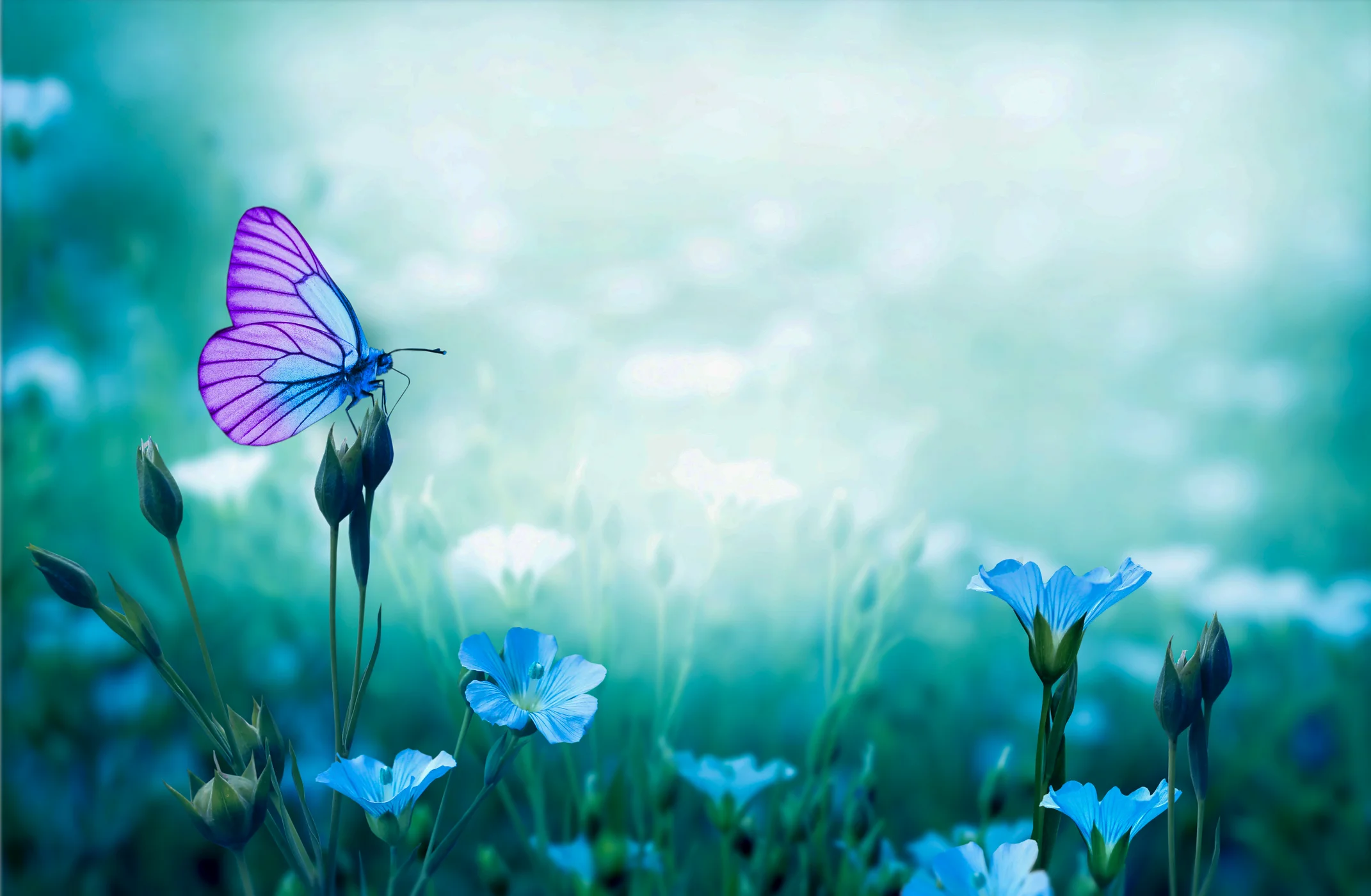 Service Areas Background